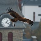 Kaiseradler über Monschau