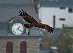 Kaiseradler über Monschau