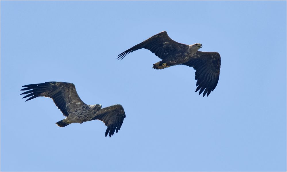 Kaiseradler verfolgt Seeadler