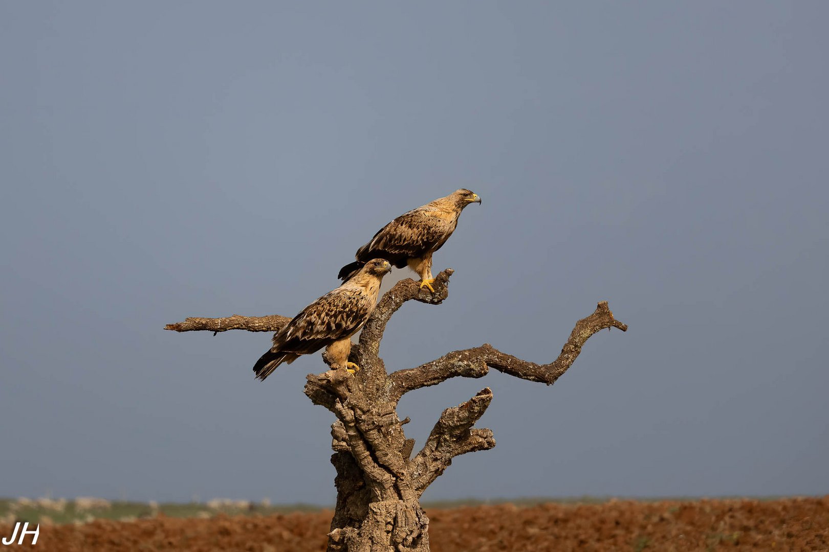 Kaiseradler....(Imperial eagle..)