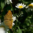 Kaiserfalter auf Margeriten