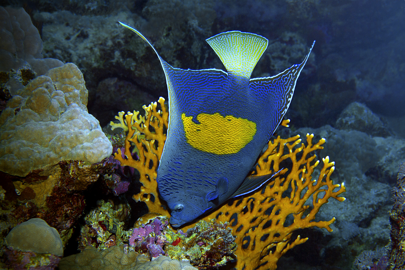 Kaiserfische | In meinem Revier bin ich der Kaiser!