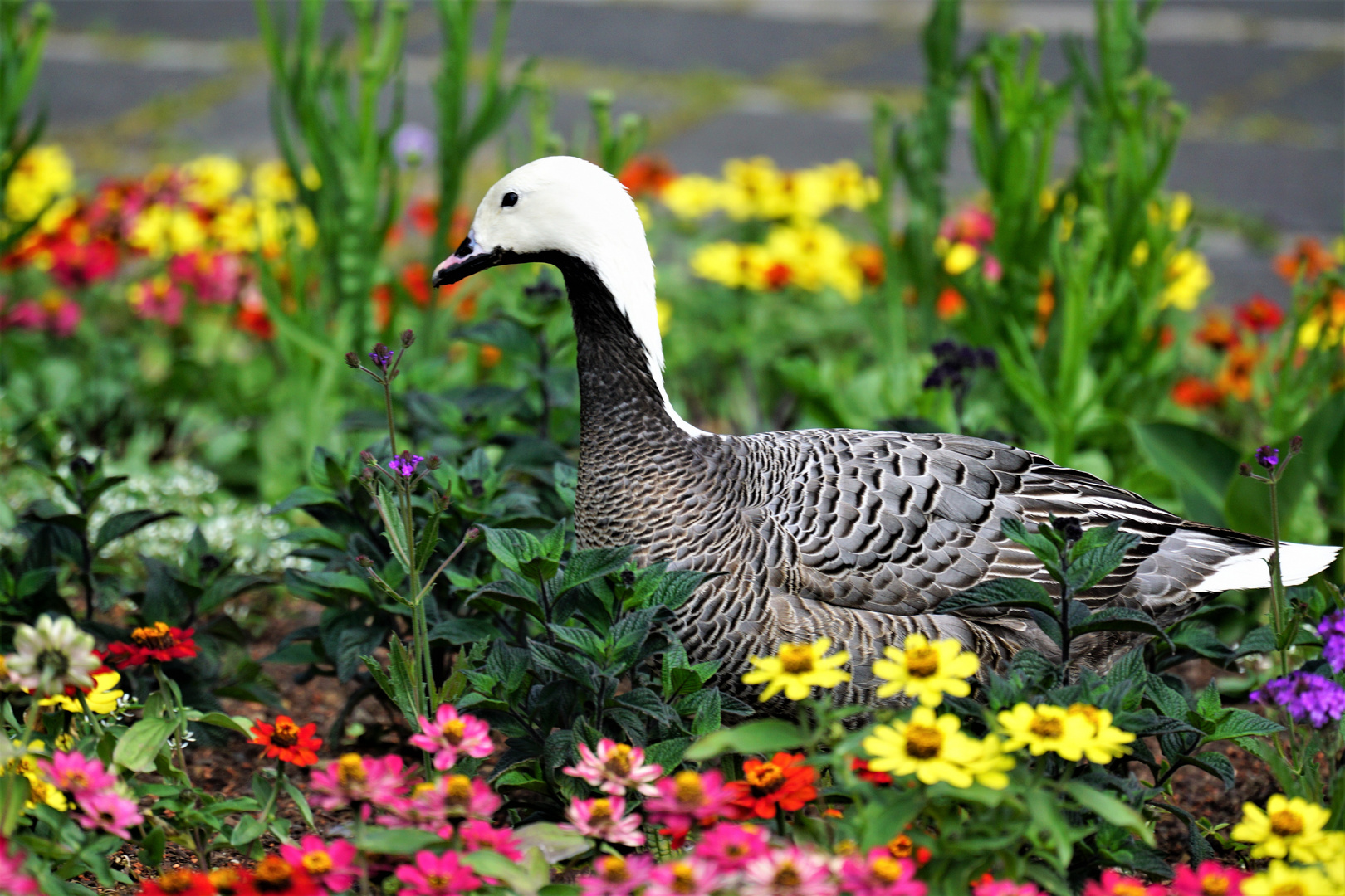 Kaisergans im der Blumembett