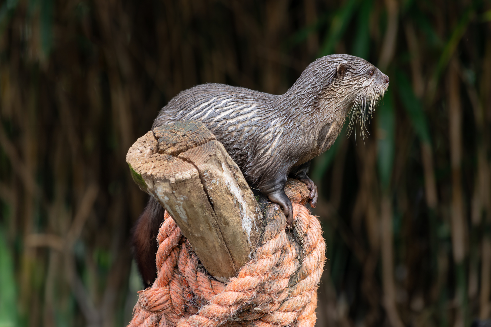 Kaisergarten Otter