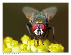 Kaisergoldfliege auf Fenchelblüte