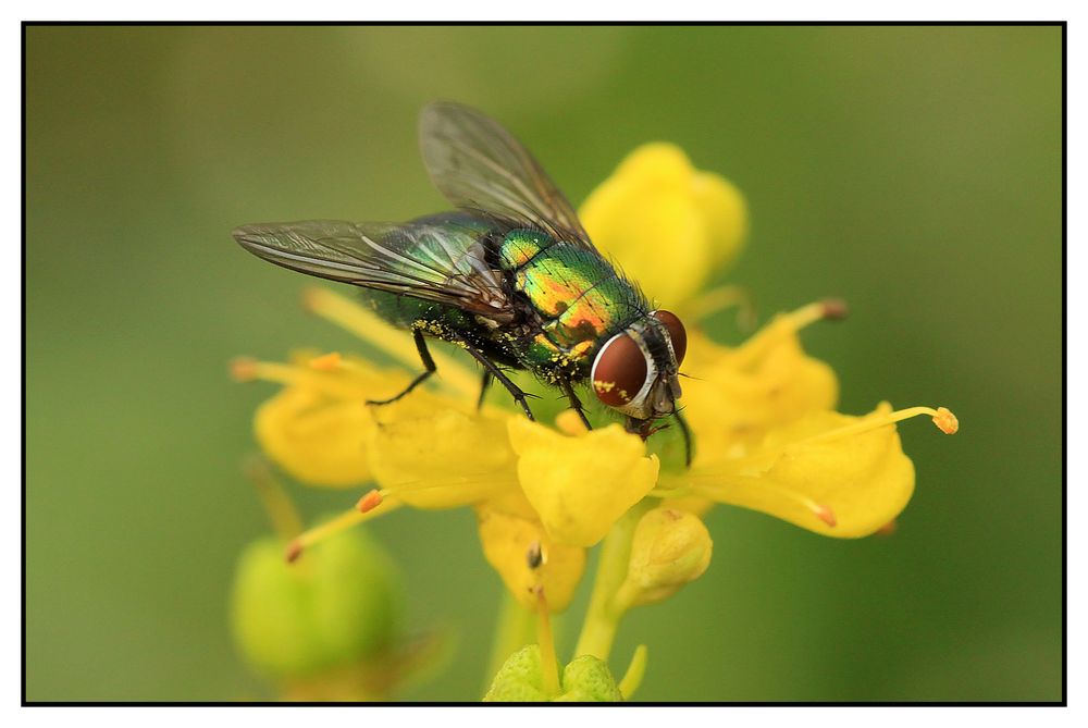 Kaisergoldfliege (Lucilia caesar)