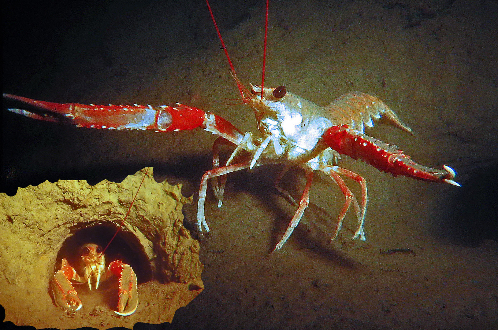 Kaisergranat - Nephrops norvegicus