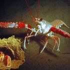 Kaisergranat - Nephrops norvegicus