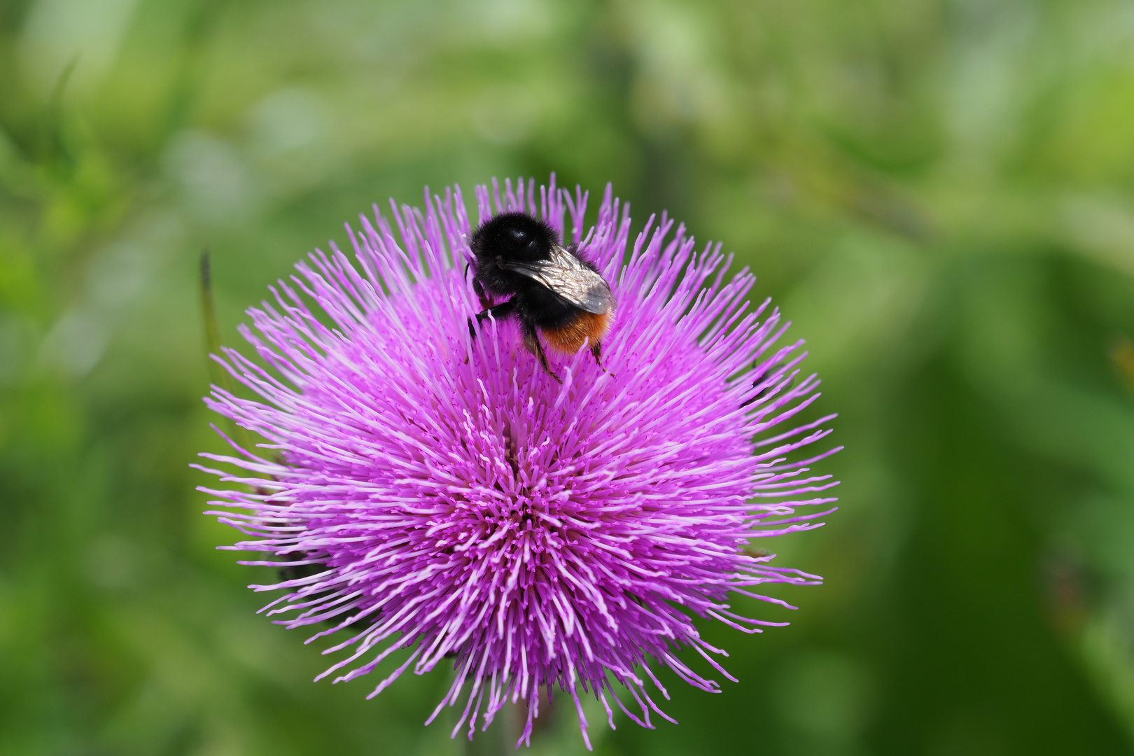 Kaiserknopf mit Hummel