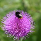 Kaiserknopf mit Hummel