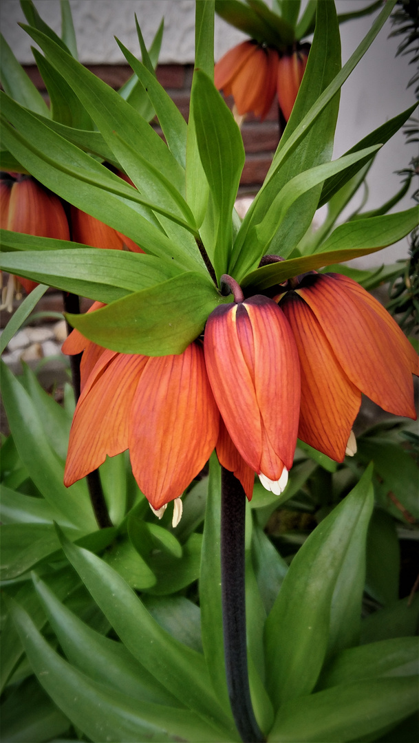 Kaiserkrohnenblüte orange