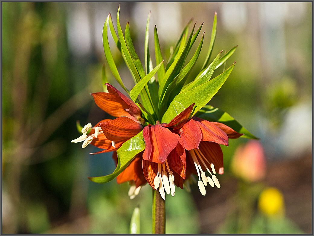 Kaiserkrone