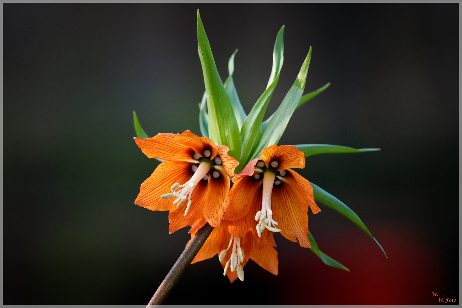 Kaiserkrone