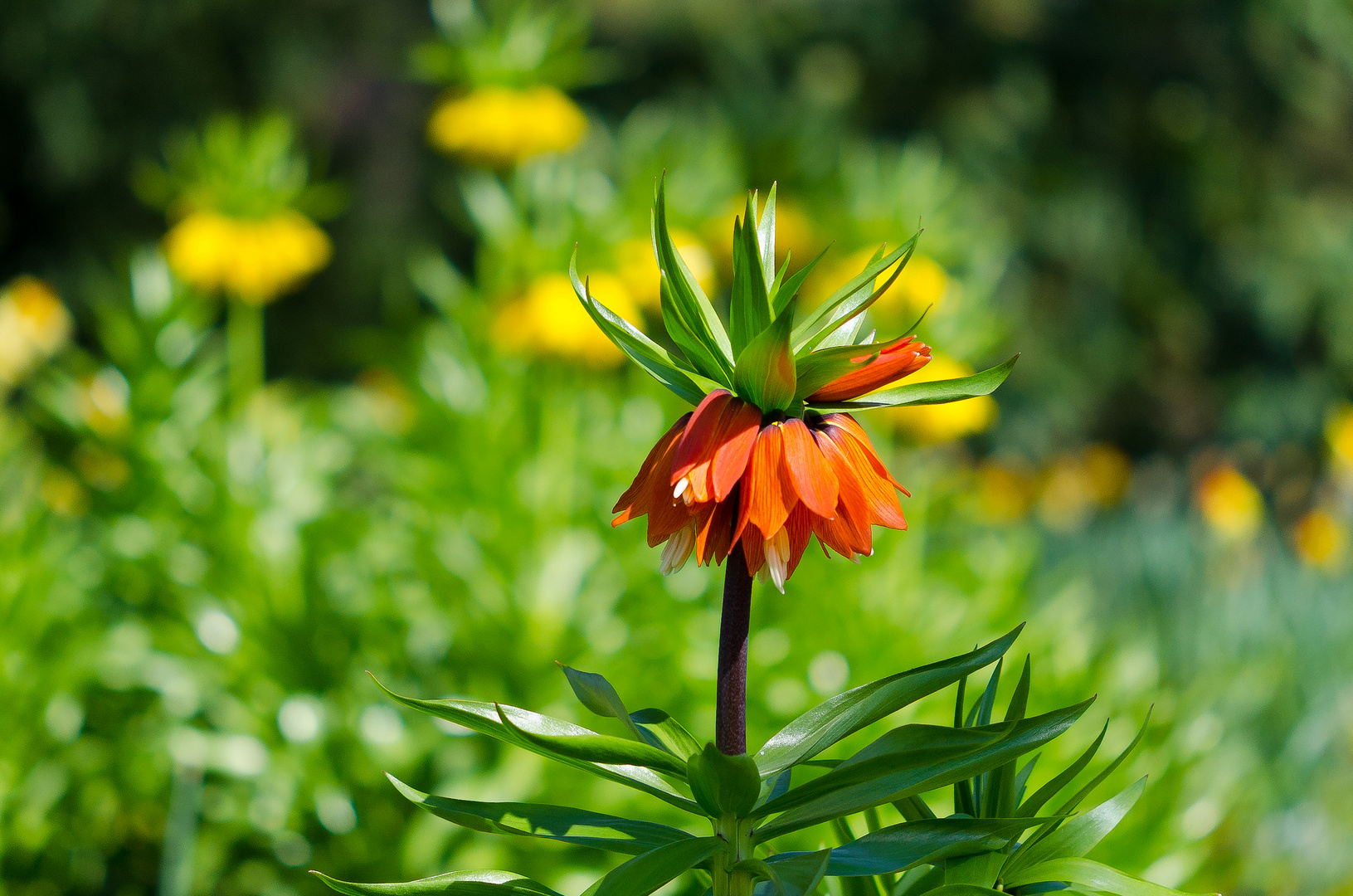 Kaiserkrone UnserGarten Bruck