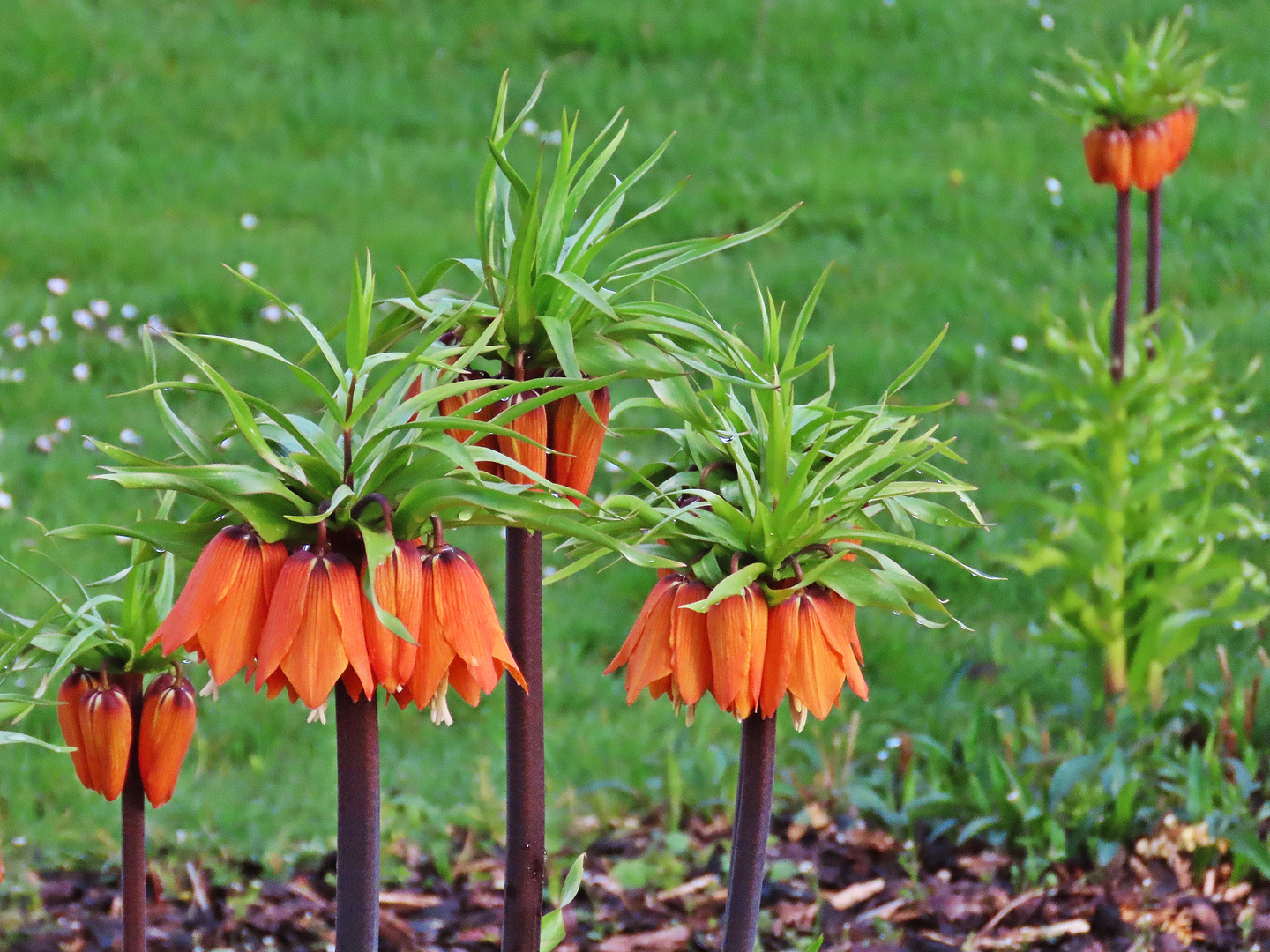 Kaiserkrone Foto & Bild deutschland, europe, hessen Bilder auf