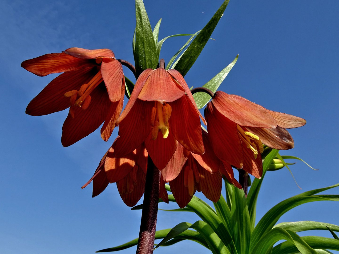 Kaiserkrone Foto & Bild frühling, natur, pflanzen Bilder auf