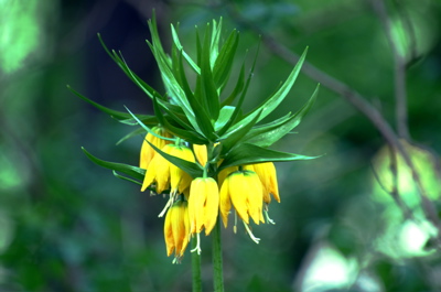 Kaiserkrone