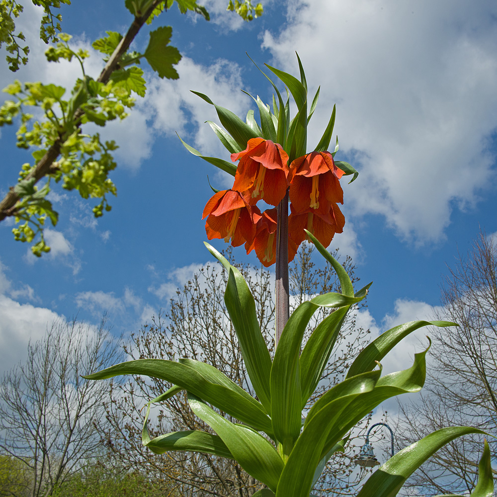 Kaiserkrone