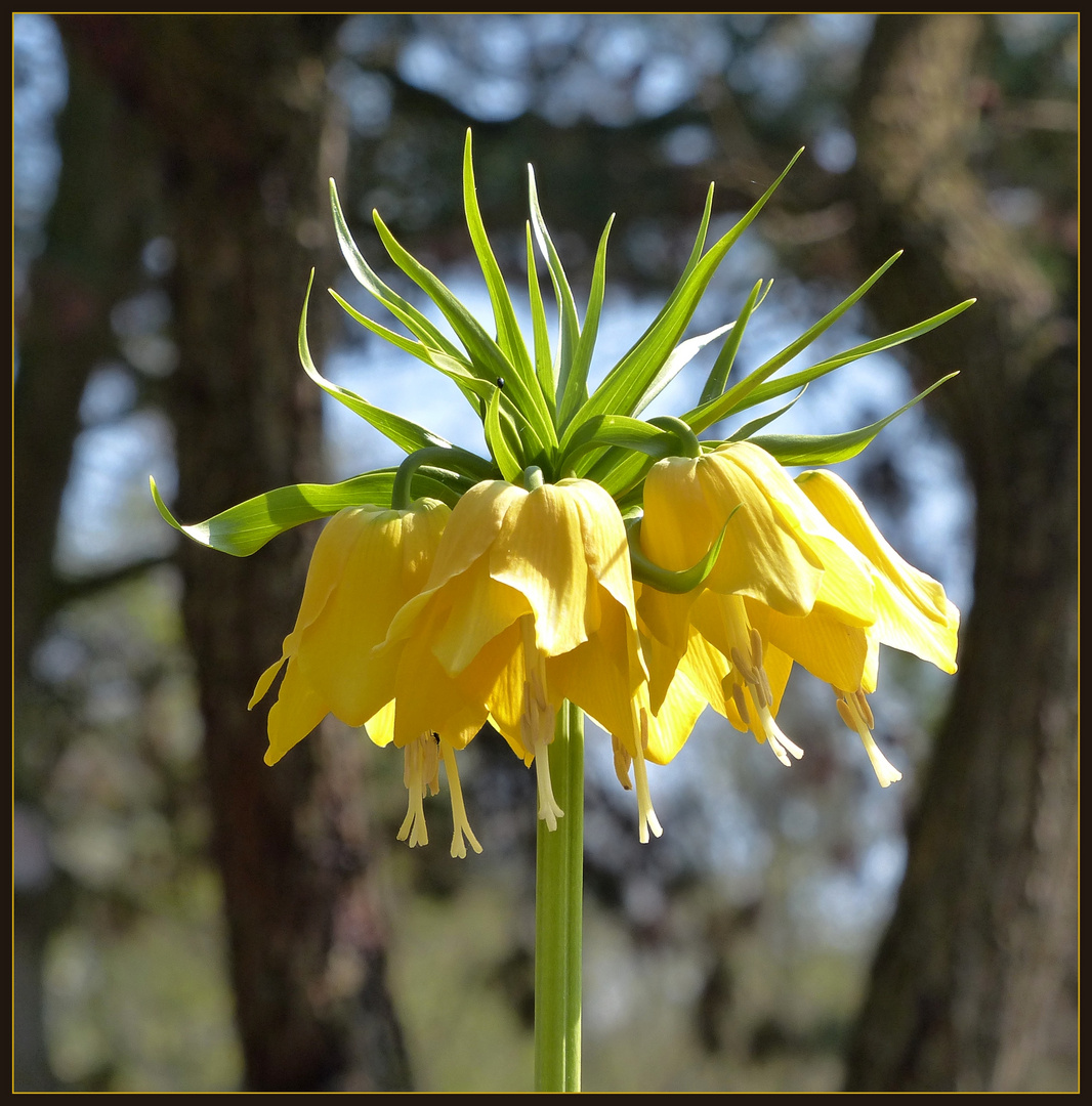 Kaiserkrone Foto & Bild frühling, gelb, natur Bilder auf
