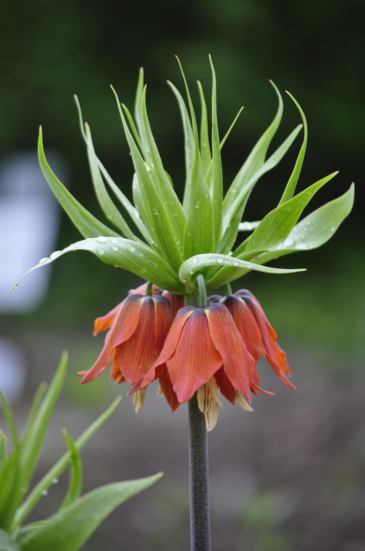 Kaiserkrone