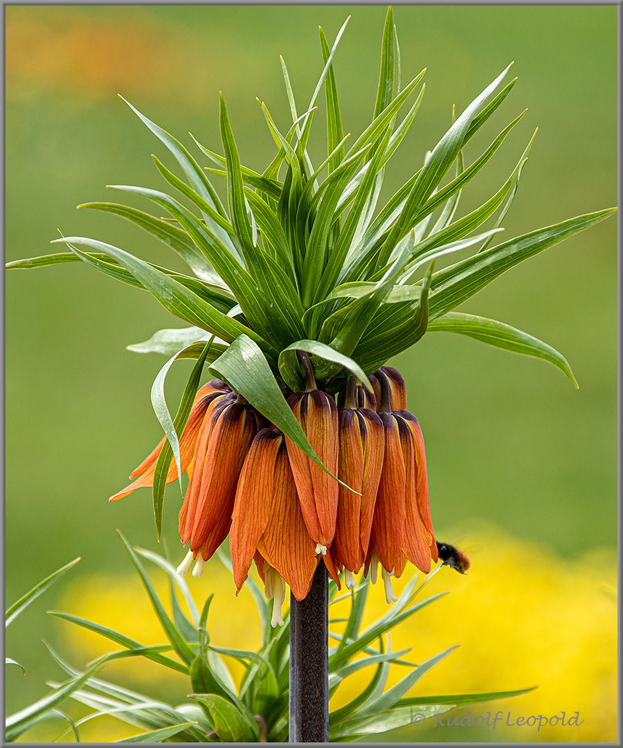 Kaiserkrone