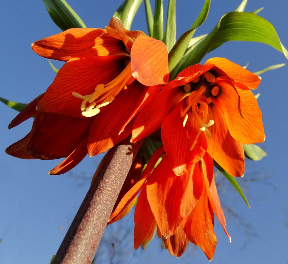 Kaiserkrone aus der Froschperspektive