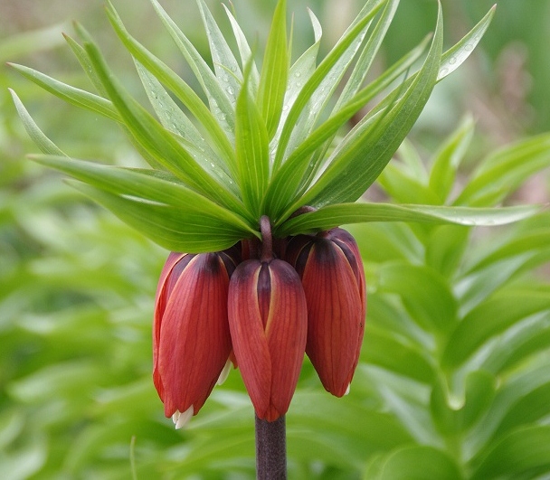 Kaiserkrone von Steffi Schäfer 