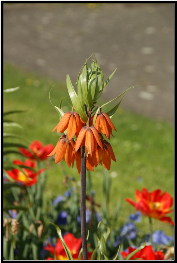 Kaiserkrone