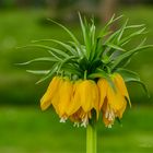 Kaiserkrone - Fritillaria