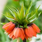 Kaiserkrone - Fritillaria imperialis