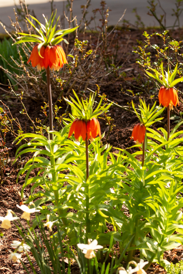 Kaiserkrone (Fritillaria imperialis)