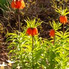 Kaiserkrone (Fritillaria imperialis)