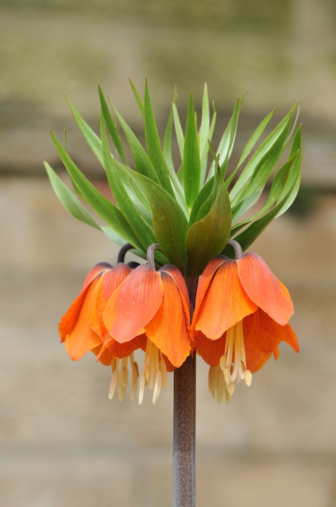 Kaiserkrone ( Fritillaria imperialis )