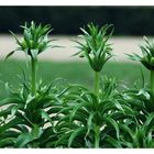 Kaiserkrone - Fritillaria imperialis