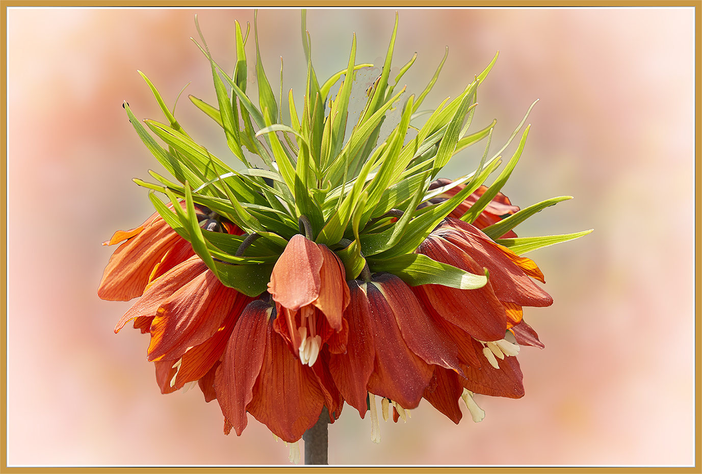 Kaiserkrone ( Fritillaria imperialis )