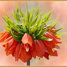 Kaiserkrone ( Fritillaria imperialis )