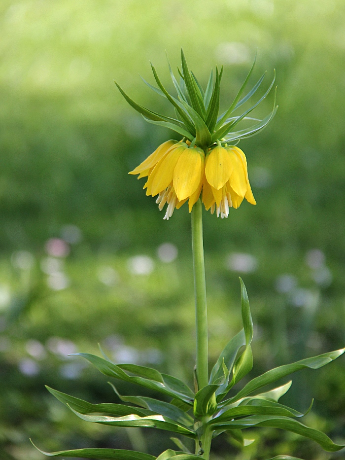 Kaiserkrone (Fritillaria imperialis)