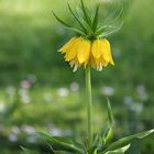 Kaiserkrone (Fritillaria imperialis)