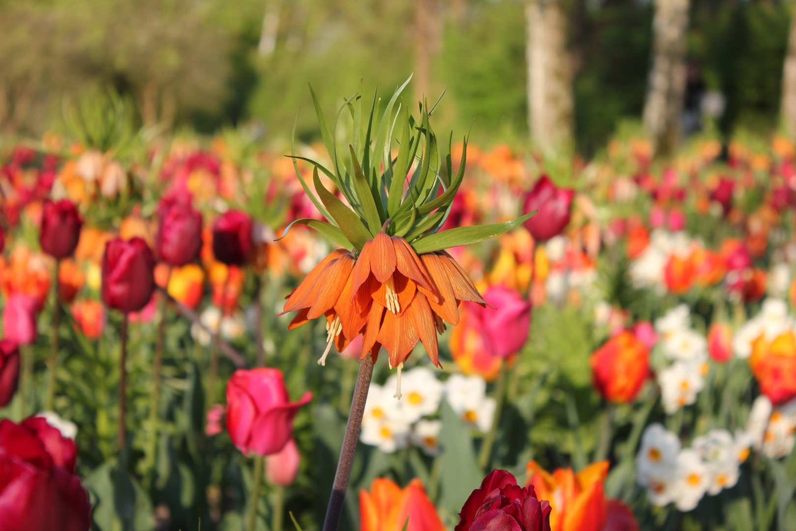 Kaiserkrone (Fritillaria imperialis)