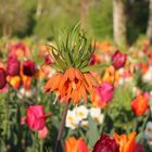 Kaiserkrone (Fritillaria imperialis)