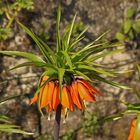 Kaiserkrone (Fritillaria imperialis)