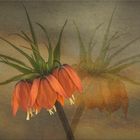 Kaiserkrone (Fritillaria imperialis)