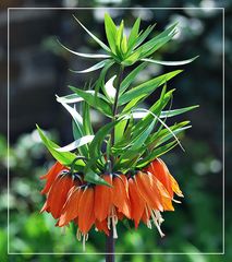 Kaiserkrone (Fritillaria imperialis)