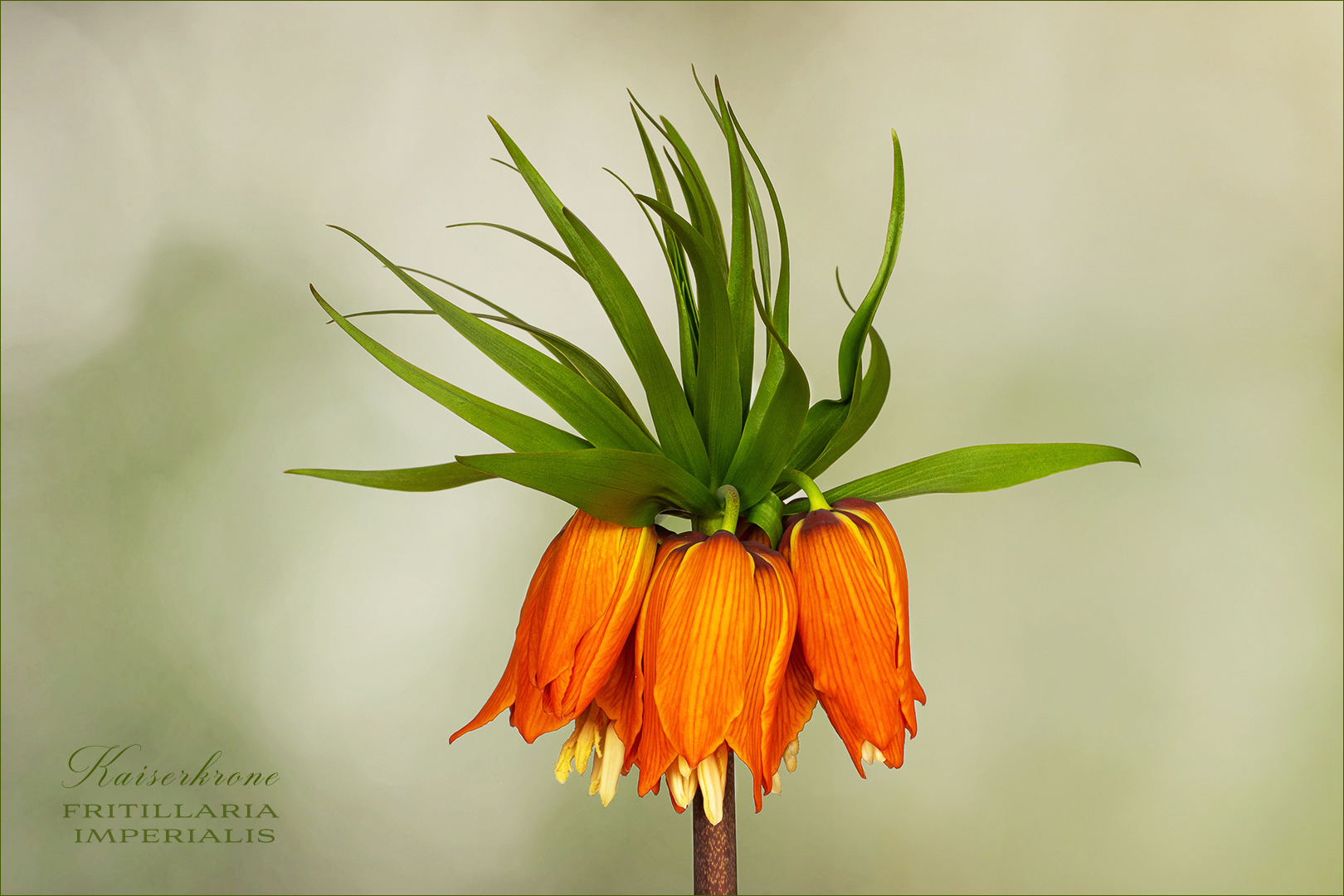 Kaiserkrone - Fritillaria imperialis...