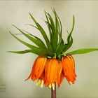 Kaiserkrone - Fritillaria imperialis...