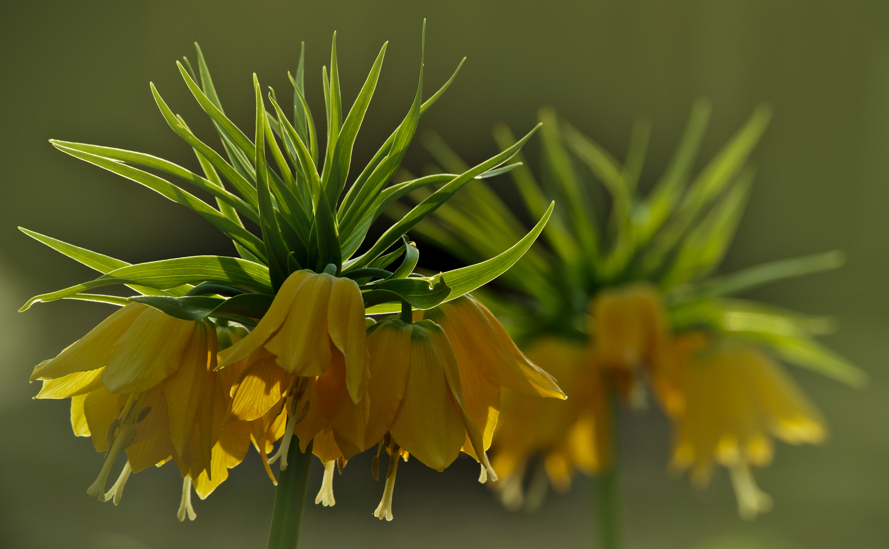 Kaiserkrone (Fritillaria imperialis)