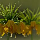 Kaiserkrone (Fritillaria imperialis)