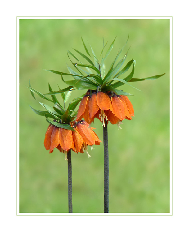 Kaiserkrone - Fritillaria imperialis