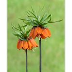 Kaiserkrone - Fritillaria imperialis