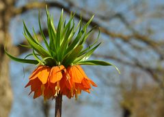 Kaiserkrone (Fritillaria imperialis, "Rubra Maxima")